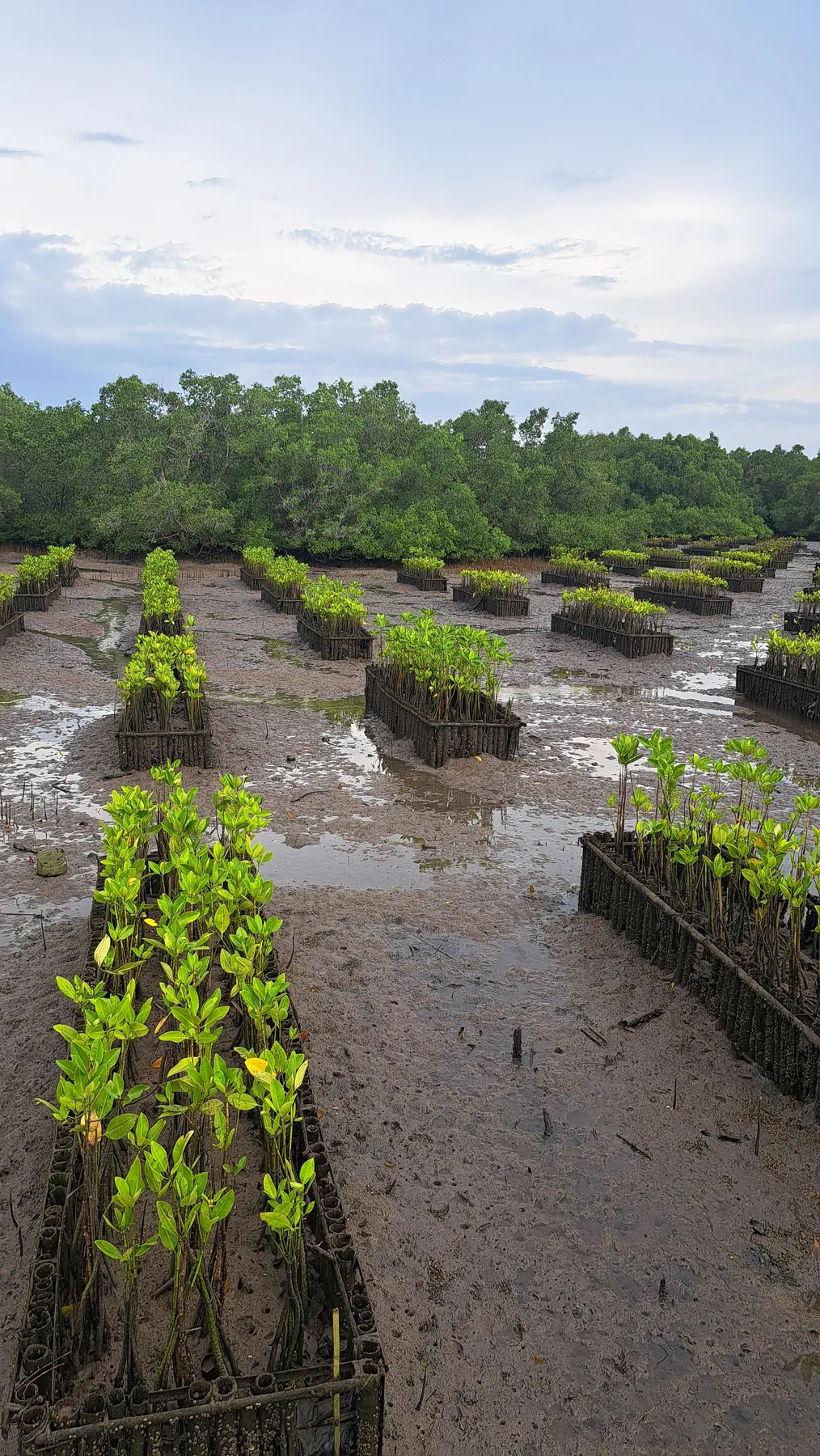 Penanaman mangrove