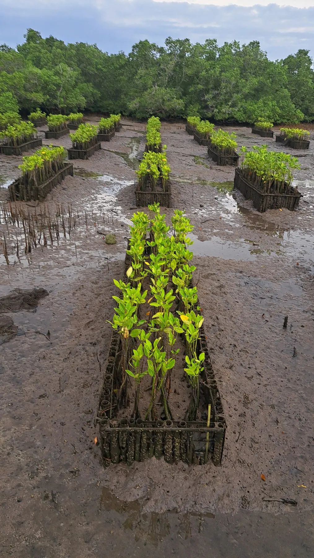 Sistem Penanaman Guludan