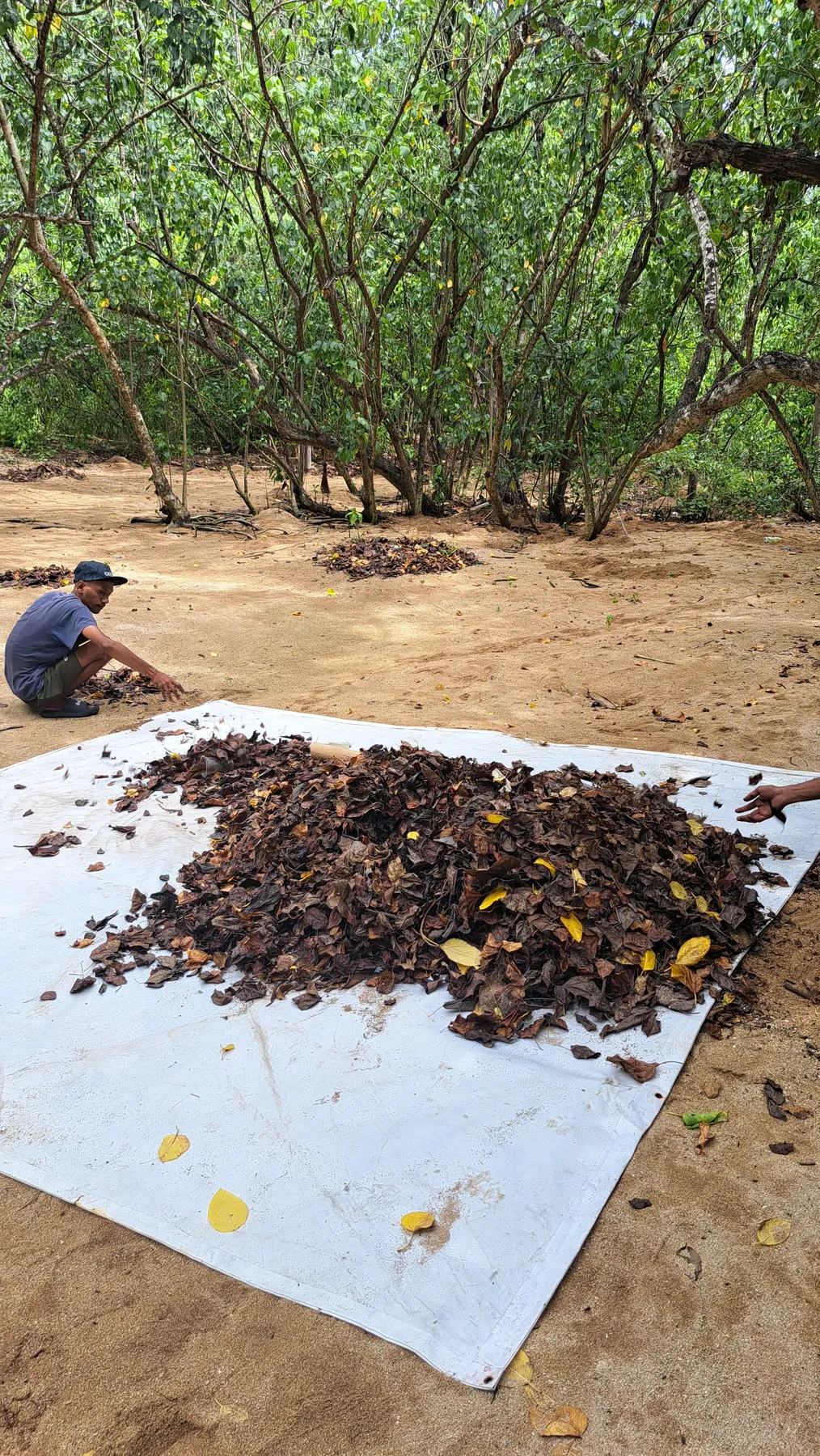 Mangrove Day