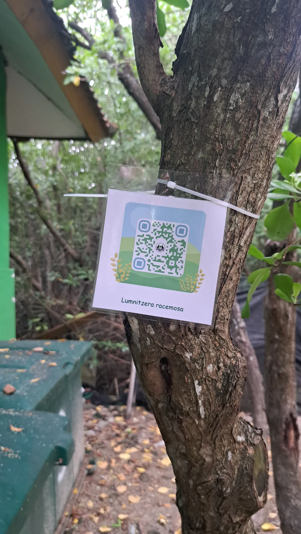 Pengenalan Jenis Mangrove dengan QR Code