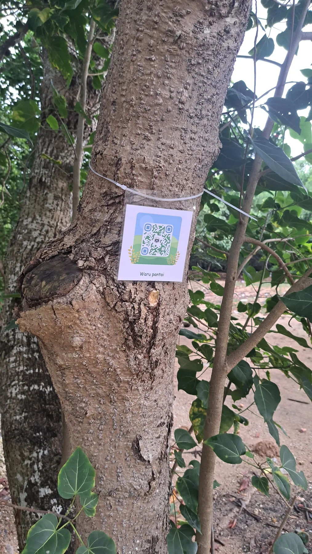 Pengenalan Jenis Mangrove dengan QR Code