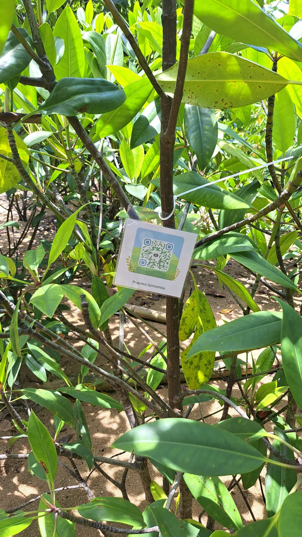 Pengenalan Jenis Mangrove dengan QR Code