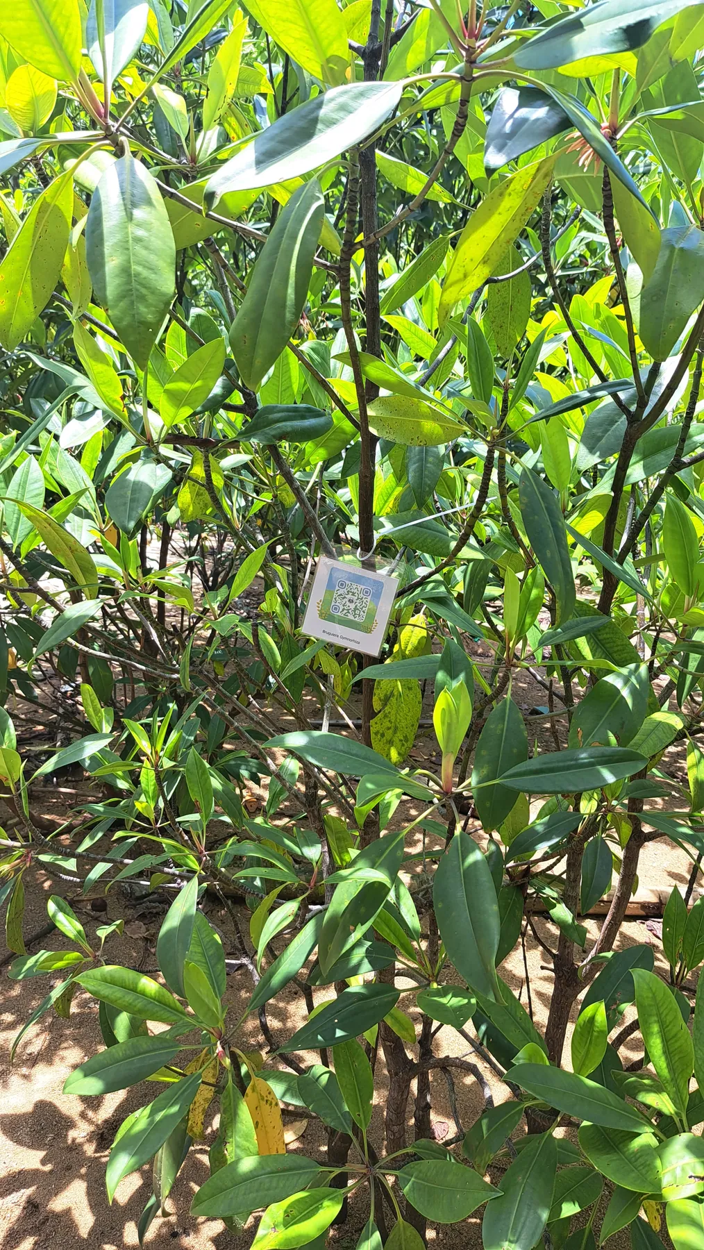 Edukasi mangrove