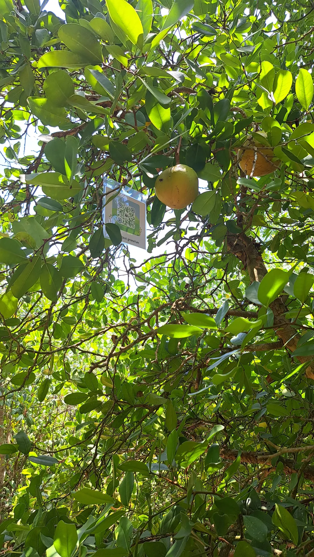 Pengenalan Jenis Mangrove dengan QR Code