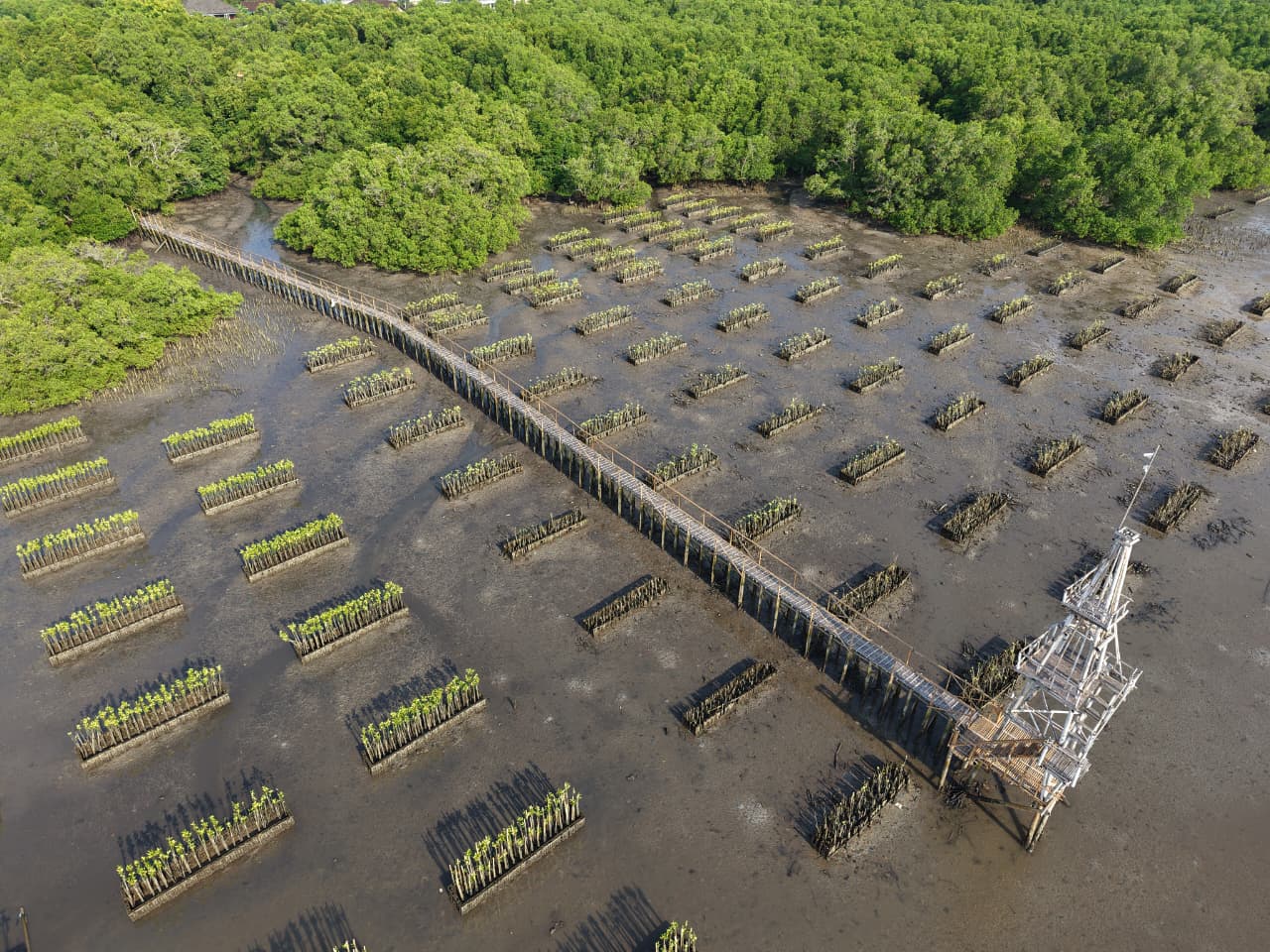 Kegiatan konservasi mangrove FPMBali